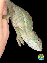 Load image into Gallery viewer, Young Ambilobe panther chameleon male Aslan x Flash Jr showing early color development