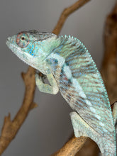 Load image into Gallery viewer, Young Ambilobe panther chameleon with early blue and red coloration