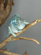 Load image into Gallery viewer, Ambilobe panther chameleon showing calmer softer coloration after settling