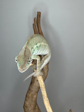 Load image into Gallery viewer, Young Ambilobe panther chameleon male climbing branch with strong grip