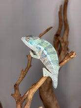 Load image into Gallery viewer, Close up of Ambilobe panther chameleon face showing eye turret detail