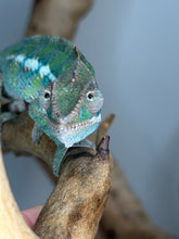 Load image into Gallery viewer, Close-up of Ambilobe chameleon with expressive old man face