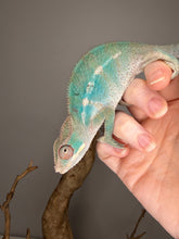 Load image into Gallery viewer, close-up of ambilobe panther chameleon male highlighting teal bars