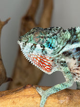 Load image into Gallery viewer, Color change in Ambilobe panther chameleon from alert to relaxed state