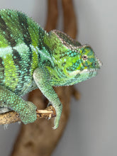 Load image into Gallery viewer, Detailed pattern of Ambilobe panther chameleon showing early color development