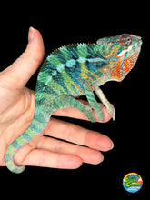 Load image into Gallery viewer, Male Ambilobe Panther Chameleon from Flash Jr. × Aslan bloodline displaying vibrant green and blue colors with emerging yellow tones