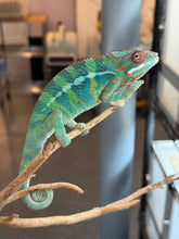 Load image into Gallery viewer, Male Ambilobe Panther Chameleon from Flash Jr. × Aslan bloodline perched in naturalistic enclosure