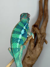 Load image into Gallery viewer, Male Ambilobe Panther Chameleon from Flash Jr. × Aslan bloodline being gently handled showing calm temperament