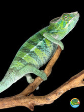 Load image into Gallery viewer, Male Ambilobe panther chameleon juvenile Flash Jr Aslan bloodline side view