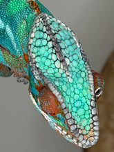 Load image into Gallery viewer, Top view of male Ambilobe Panther Chameleon from Flash Jr. × Aslan bloodline, highlighting dorsal colors and markings