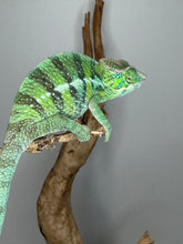 Load image into Gallery viewer, Full body view of Ambilobe panther chameleon male perched on branch