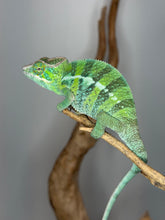 Load image into Gallery viewer, Ambilobe panther chameleon juvenile developing green and blue tones