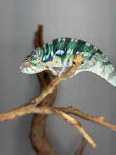 Load image into Gallery viewer, Young Ambilobe male chameleon displaying on perch