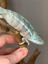 Load image into Gallery viewer, Ambilobe panther chameleon male perched on branch in enclosure