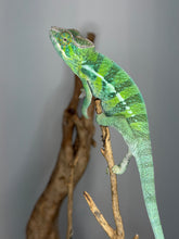 Load image into Gallery viewer, Young Ambilobe panther chameleon showing early rainbow coloration