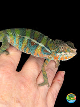 Load image into Gallery viewer, Young male Ambilobe Panther Chameleon showing calm, slightly shy posture on branch