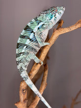 Load image into Gallery viewer, Juvenile Ambilobe panther chameleon developing orange and teal tones