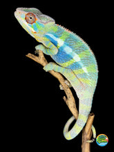 Load image into Gallery viewer, neon ambilobe panther chameleon male showing bright coloration