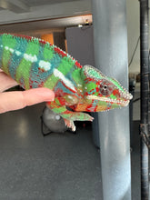 Load image into Gallery viewer, Side profile of juvenile Ambilobe Panther Chameleon showing early blue bar coloration