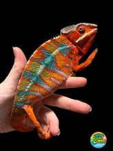 Load image into Gallery viewer, Side profile of a male Ambilobe Panther Chameleon showing vivid red coloration and bold blue bars.