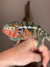 Load image into Gallery viewer, Camera-weary Ambilobe Panther Chameleon perched on hand