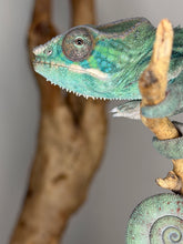 Load image into Gallery viewer, Captive-bred Ambilobe Panther Chameleon