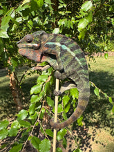 Load image into Gallery viewer, Ambilobe Panther Chameleon close-up showing texture and pattern