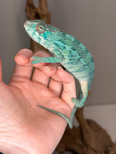Load image into Gallery viewer, Solid structured juvenile Ambilobe Panther Chameleon developing color