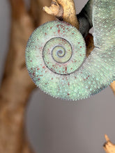 Load image into Gallery viewer, Close-up tail detail of Ambilobe Panther Chameleon showing deep teal coloration