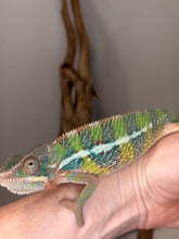 Load image into Gallery viewer, Young male Ambilobe Panther Chameleon with bright turquoise accents and bold blue bars.