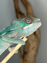 Load image into Gallery viewer, Close-up of younger juvenile Ambilobe panther chameleon face and casque