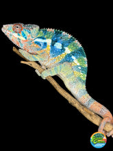 Load image into Gallery viewer, Young male Ambilobe Panther Chameleon with clean structure and early color development
