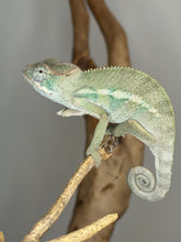 Load image into Gallery viewer, Close-up of young Ambilobe male chameleon with soft developing teal and yellow tones