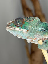Load image into Gallery viewer, Side view of younger juvenile Ambilobe panther chameleon showing early patterning