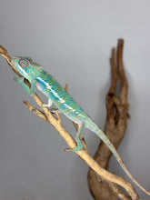Load image into Gallery viewer, Young Ambilobe Panther Chameleon perched on branch displaying emerging rainbow colors