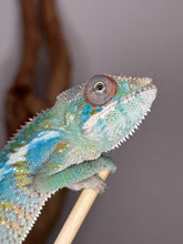Load image into Gallery viewer, Close-up of bright rainbow colors on young Ambilobe Panther Chameleon