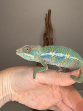 Load image into Gallery viewer, Close-up of young male Ambilobe Panther Chameleon with bright orange, blue, and teal tones