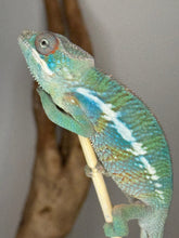 Load image into Gallery viewer, Profile view showing vibrant emerging rainbow colors