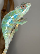 Load image into Gallery viewer, Young Ambilobe Panther Chameleon showing vibrant rainbow hues on side profile