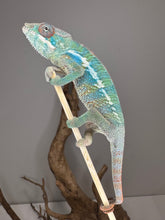 Load image into Gallery viewer, Side view of young Ambilobe Panther Chameleon displaying vibrant orange, blue, and teal hues