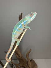 Load image into Gallery viewer, Top view highlighting rainbow patterns developing on this young male Ambilobe