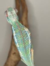 Load image into Gallery viewer, Rainbow-colored young Ambilobe Panther Chameleon from Flash Jr. x Aslan bloodlines
