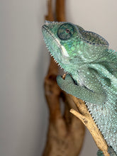 Load image into Gallery viewer, Male Ankify locale Panther Chameleon perched naturally and developing vibrant future coloration.