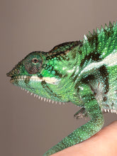 Load image into Gallery viewer, Close up of male Ankify Panther Chameleon face with alert expression