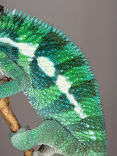 Load image into Gallery viewer, Young male Ankify Panther Chameleon displaying turquoise dorsal crest