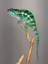 Load image into Gallery viewer, Detailed view of Ankify Panther Chameleon pattern with emerging turquoise dorsal crest