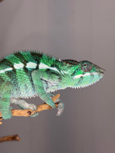 Load image into Gallery viewer, Male Ankify Panther Chameleon front view showing emerging turquoise dorsal crest