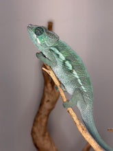 Load image into Gallery viewer, Calm young male Ankify Panther Chameleon perched on a branch, showing healthy growth and developing coloration.