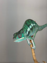 Load image into Gallery viewer, Young Ankify Panther Chameleon with strong green and developing yellow tones