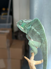 Load image into Gallery viewer, Juvenile male Ankify Panther Chameleon displaying excellent structure, alert eyes, and strong locale genetics.